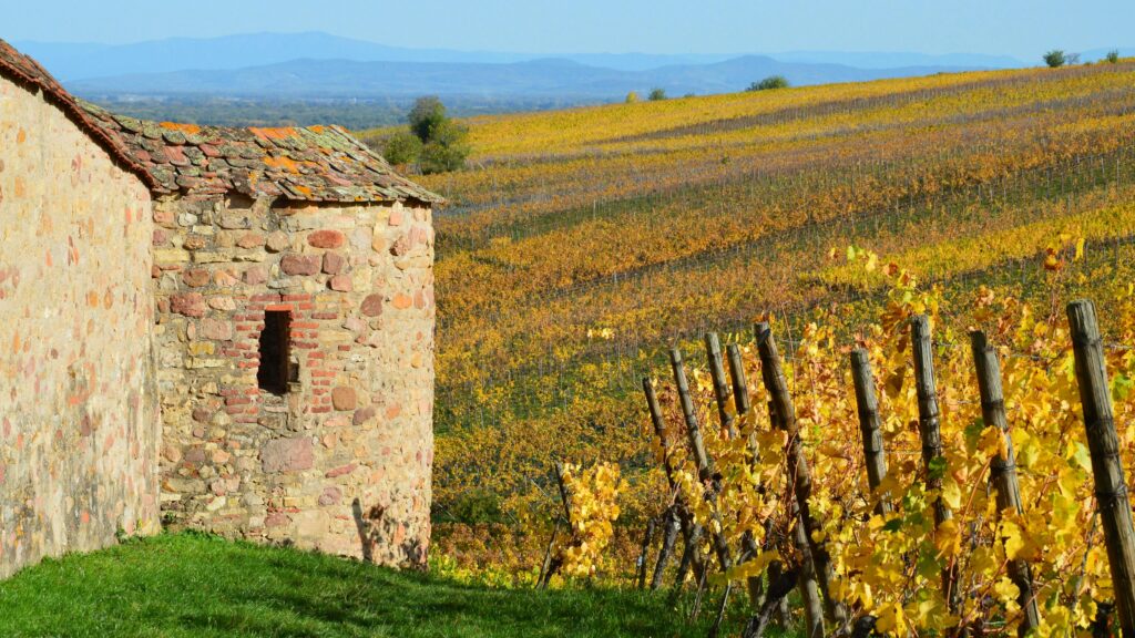 Brunello di montalcino wine the king of tuscany Stone building among autumn vineyards producing Brunello di Montalcino wine