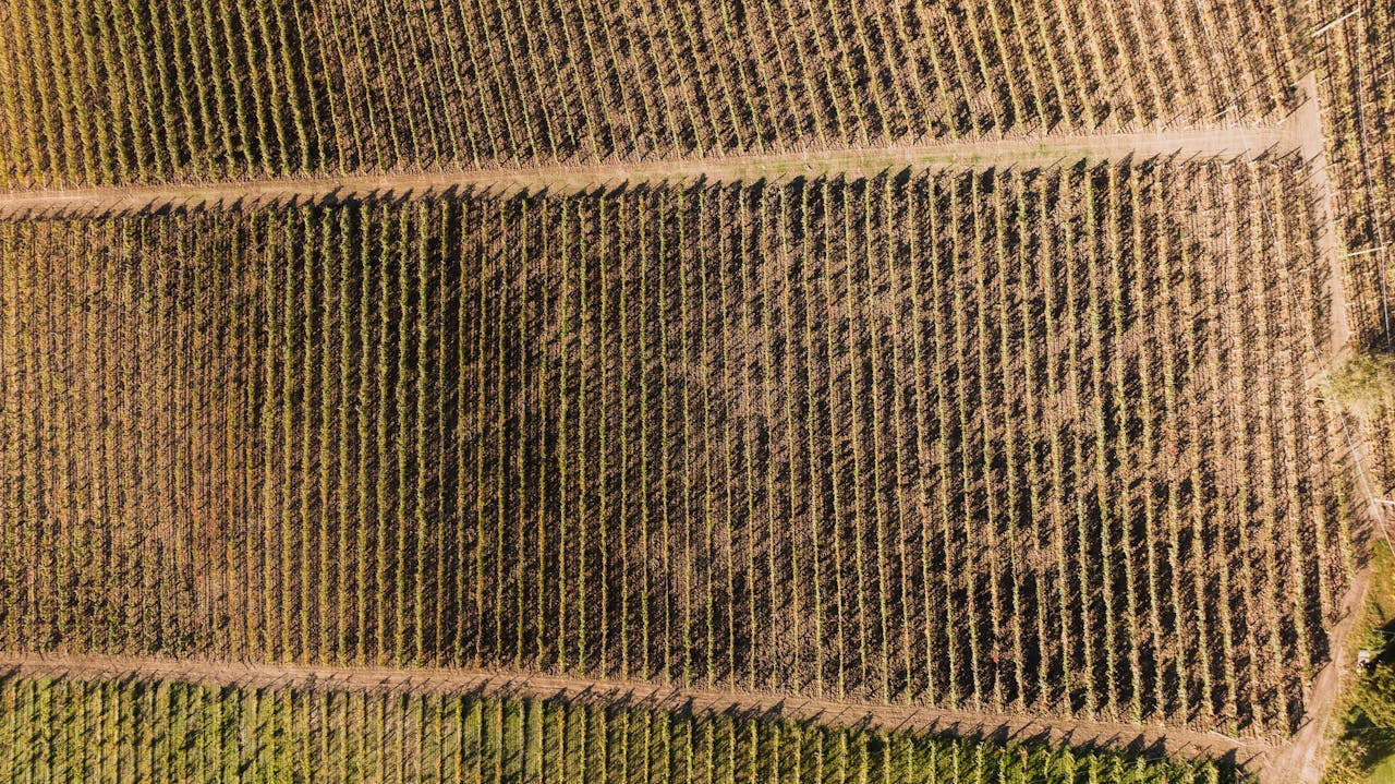 Explore the vineyards of Alba, Piemonte, Italy, captured in an aerial view showcasing cultivated rows.
