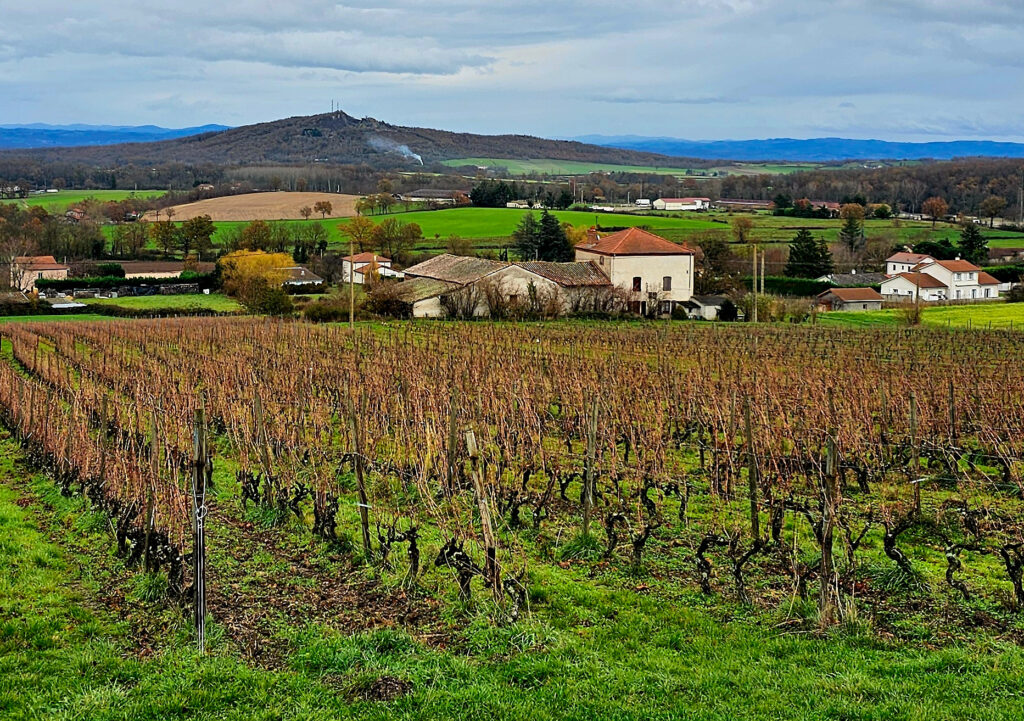 Wine Tasting in Côtes du Forez, France Panorama with ancient volcano